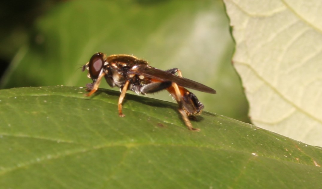 Xylota segnis, Gemeine Langbauchschwebfliege, Blattläufer